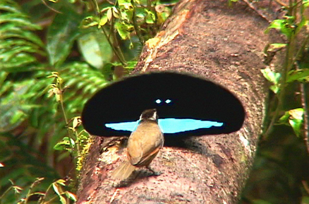 vogel foto Ed Scholes